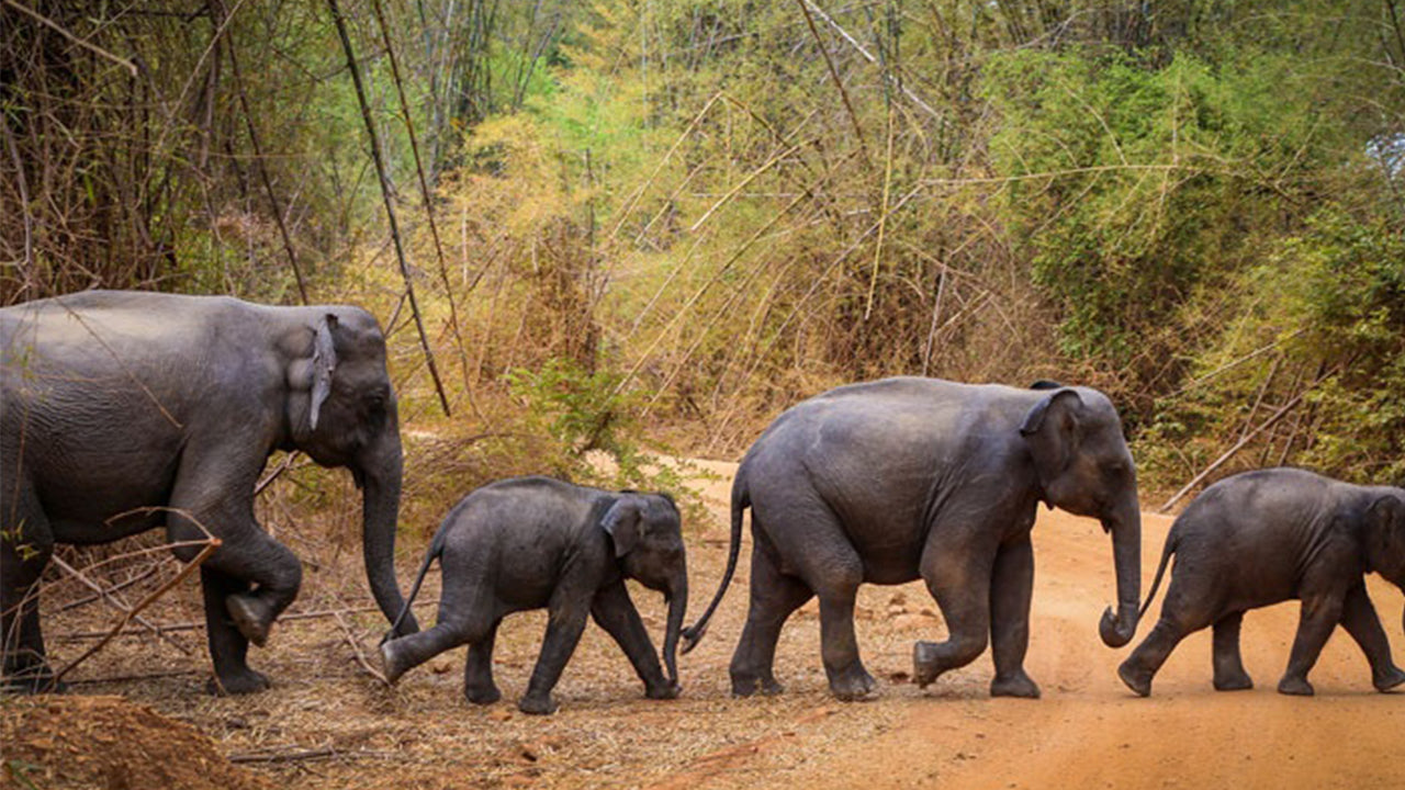 从康提出发前往瓦斯加穆瓦国家公园进行野生动物之旅