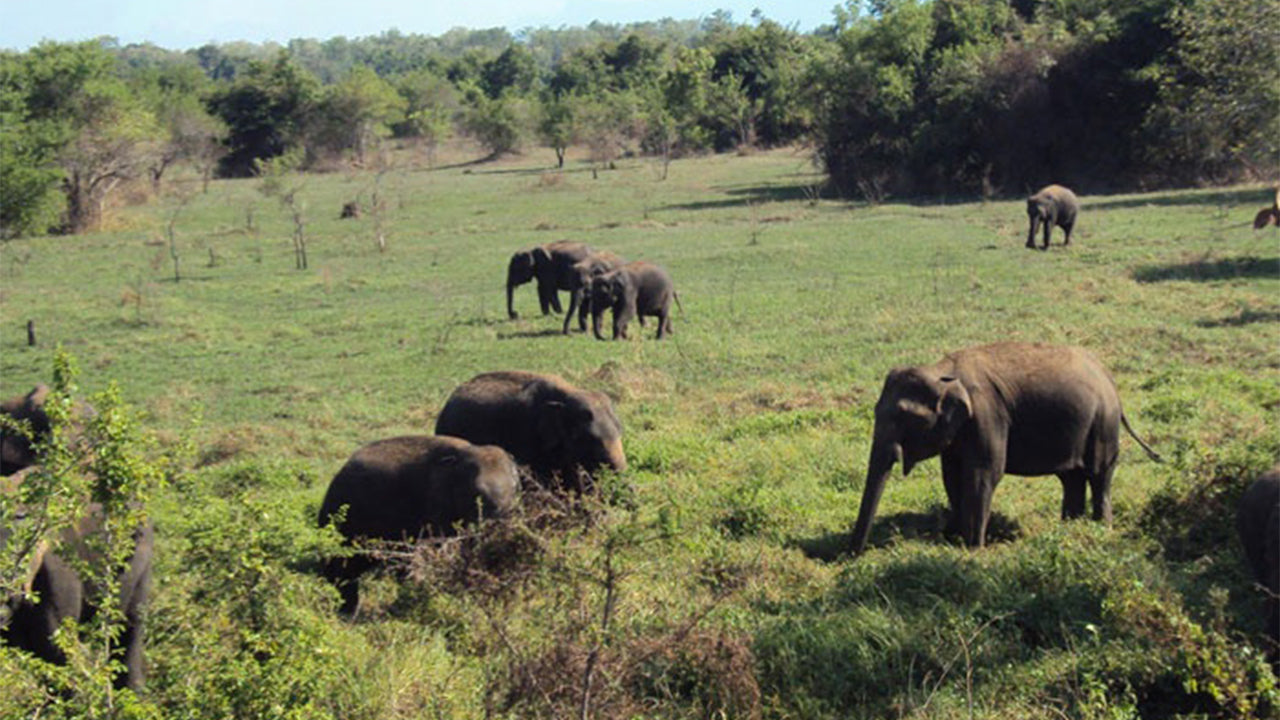 从康提出发前往瓦斯加穆瓦国家公园进行野生动物之旅