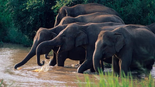 从康提出发前往瓦斯加穆瓦国家公园进行野生动物之旅