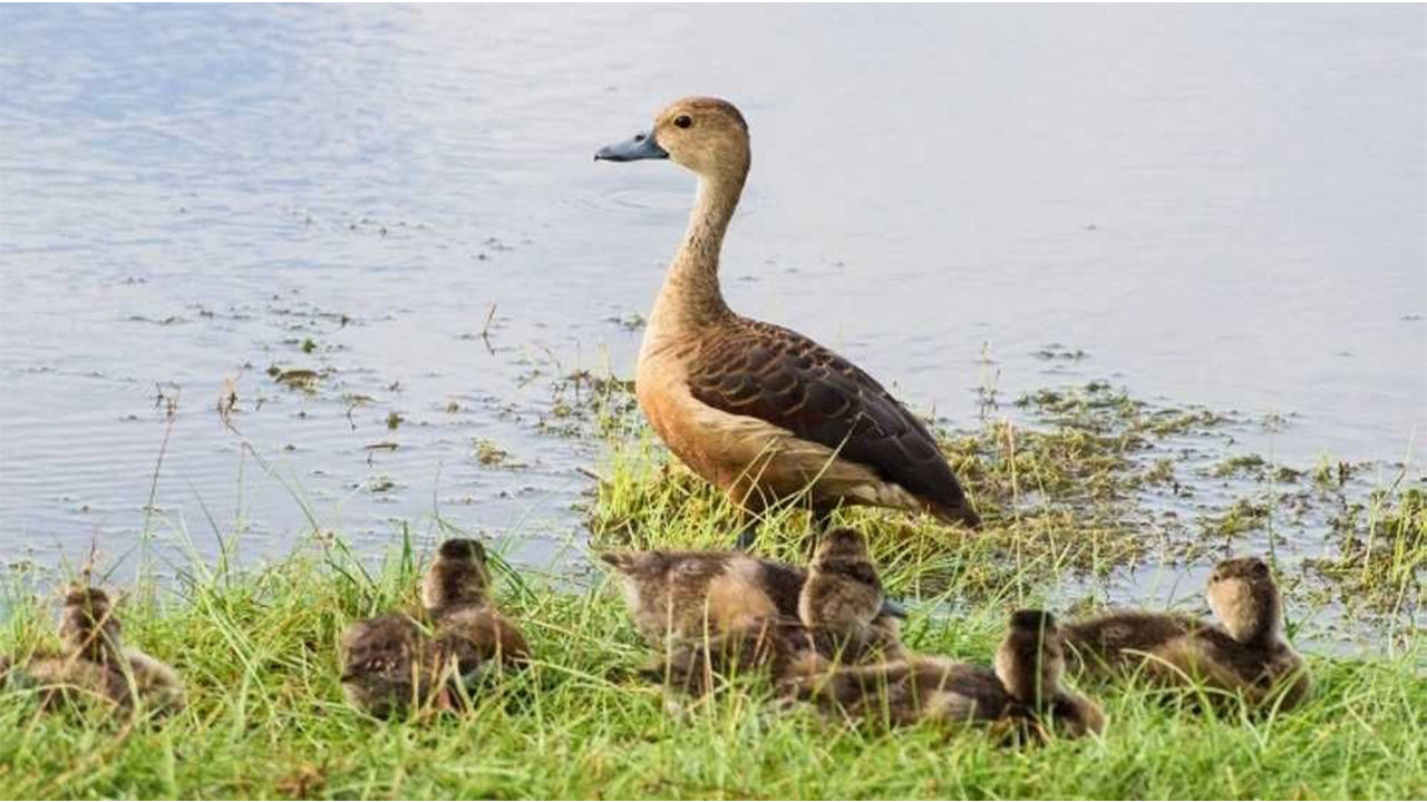 从康提出发前往瓦斯加穆瓦国家公园进行野生动物之旅