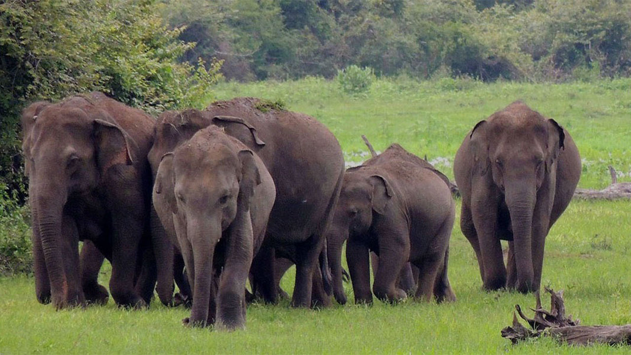 从康提出发前往瓦斯加穆瓦国家公园进行野生动物之旅