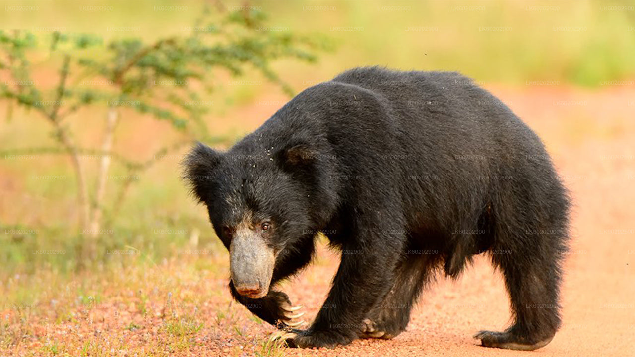 锡吉里耶出发的瓦斯加穆瓦国家公园野生动物园