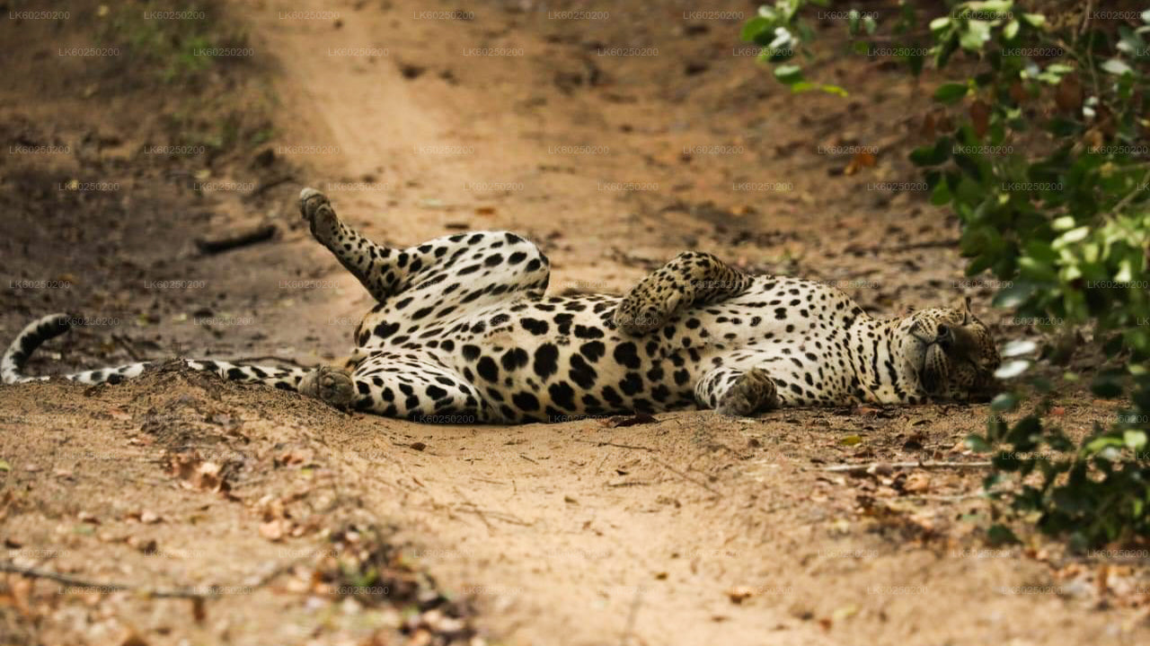 乌纳瓦图纳出发的雅拉国家公园野生动物园