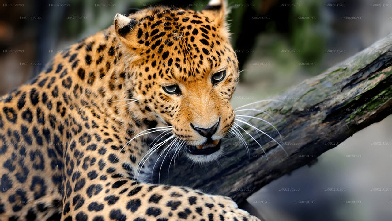 乌纳瓦图纳出发的雅拉国家公园野生动物园