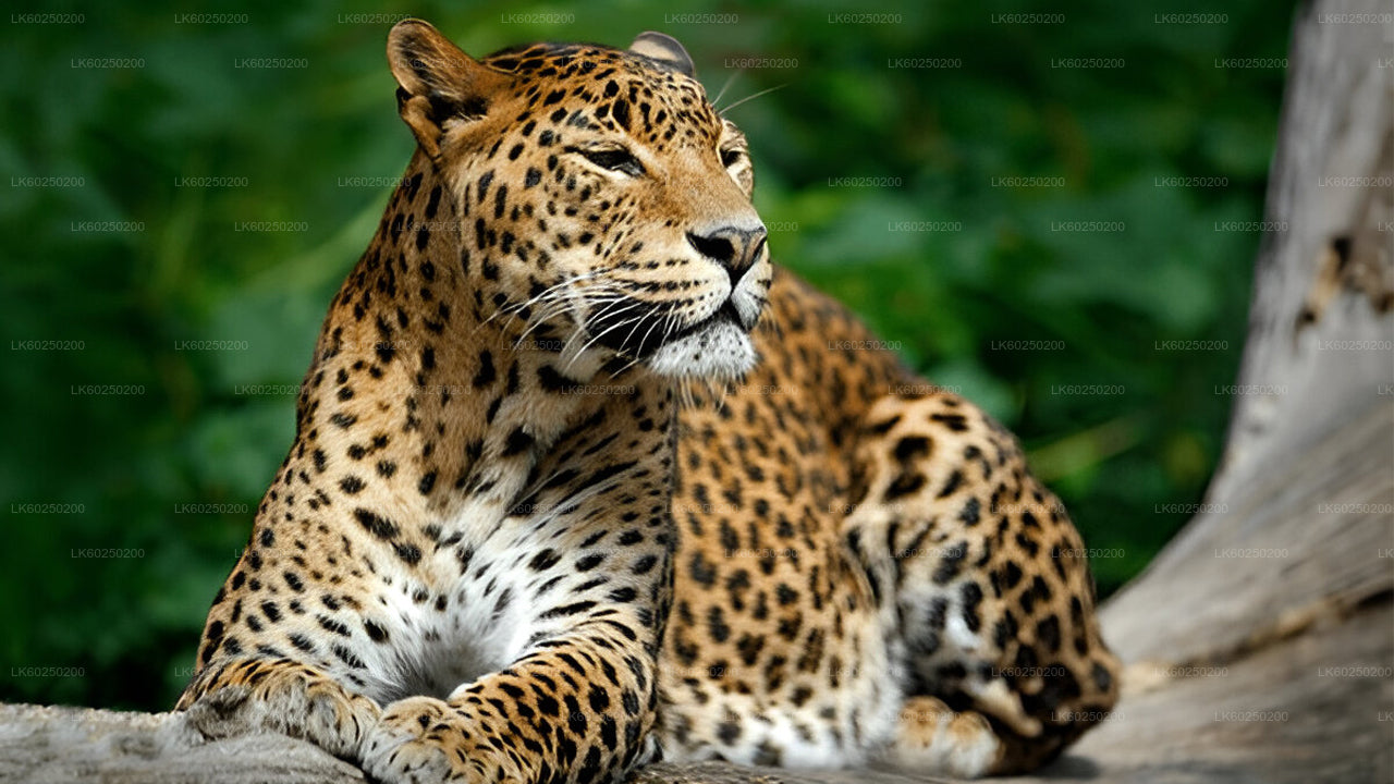 乌纳瓦图纳出发的雅拉国家公园野生动物园