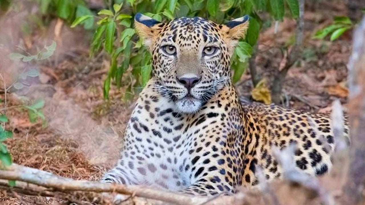 从韦利格玛出发的亚拉国家公园探险之旅