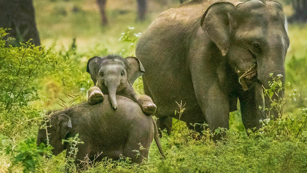 从韦利格玛出发的亚拉国家公园探险之旅