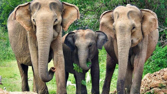 从韦利格玛出发的亚拉国家公园探险之旅