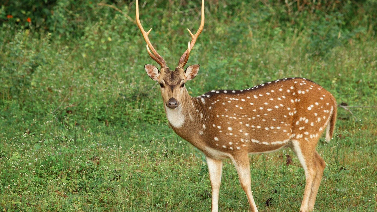 从韦利格玛出发的亚拉国家公园探险之旅
