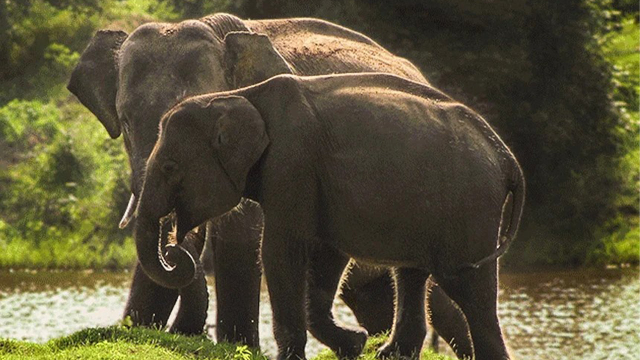 从韦利格玛出发的亚拉国家公园探险之旅