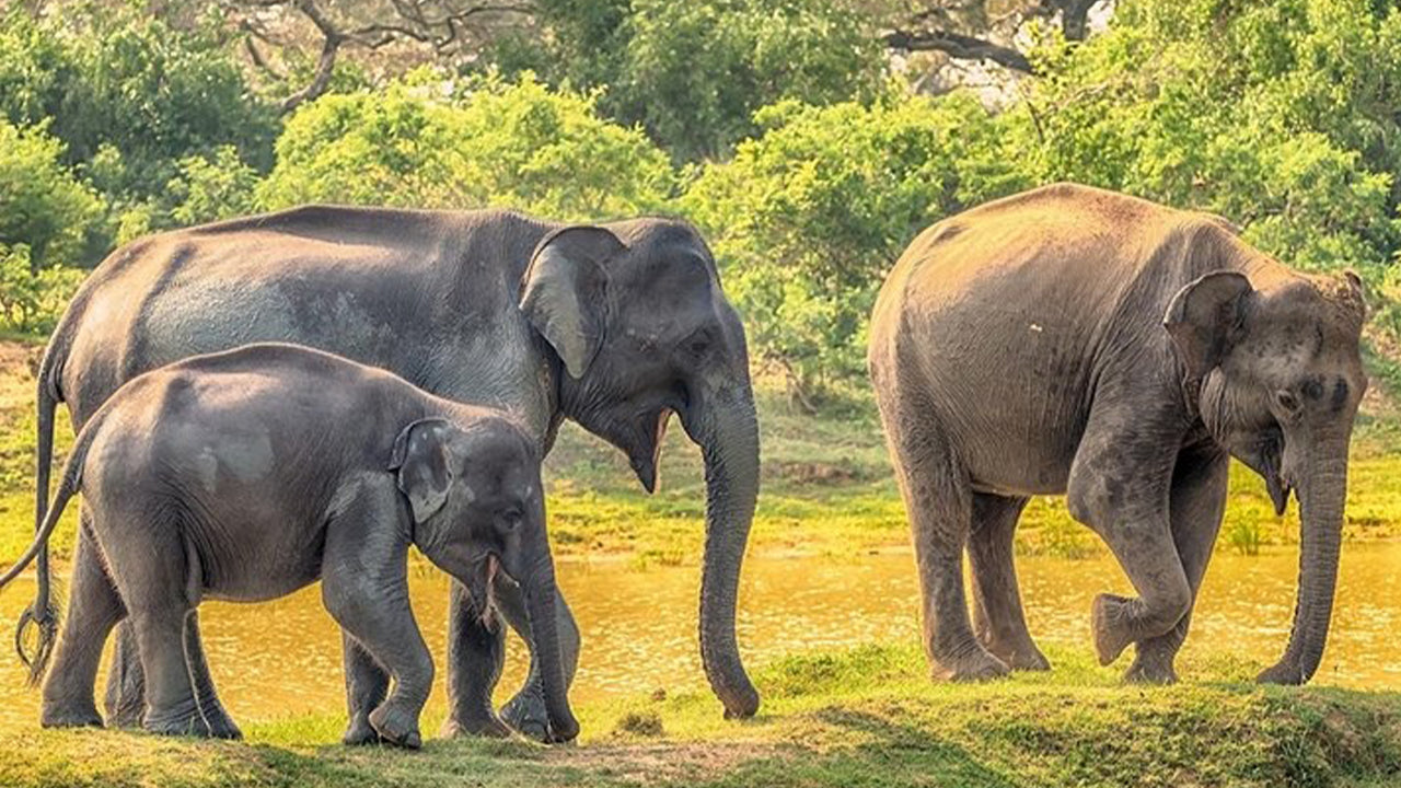 从韦利格玛出发的亚拉国家公园探险之旅