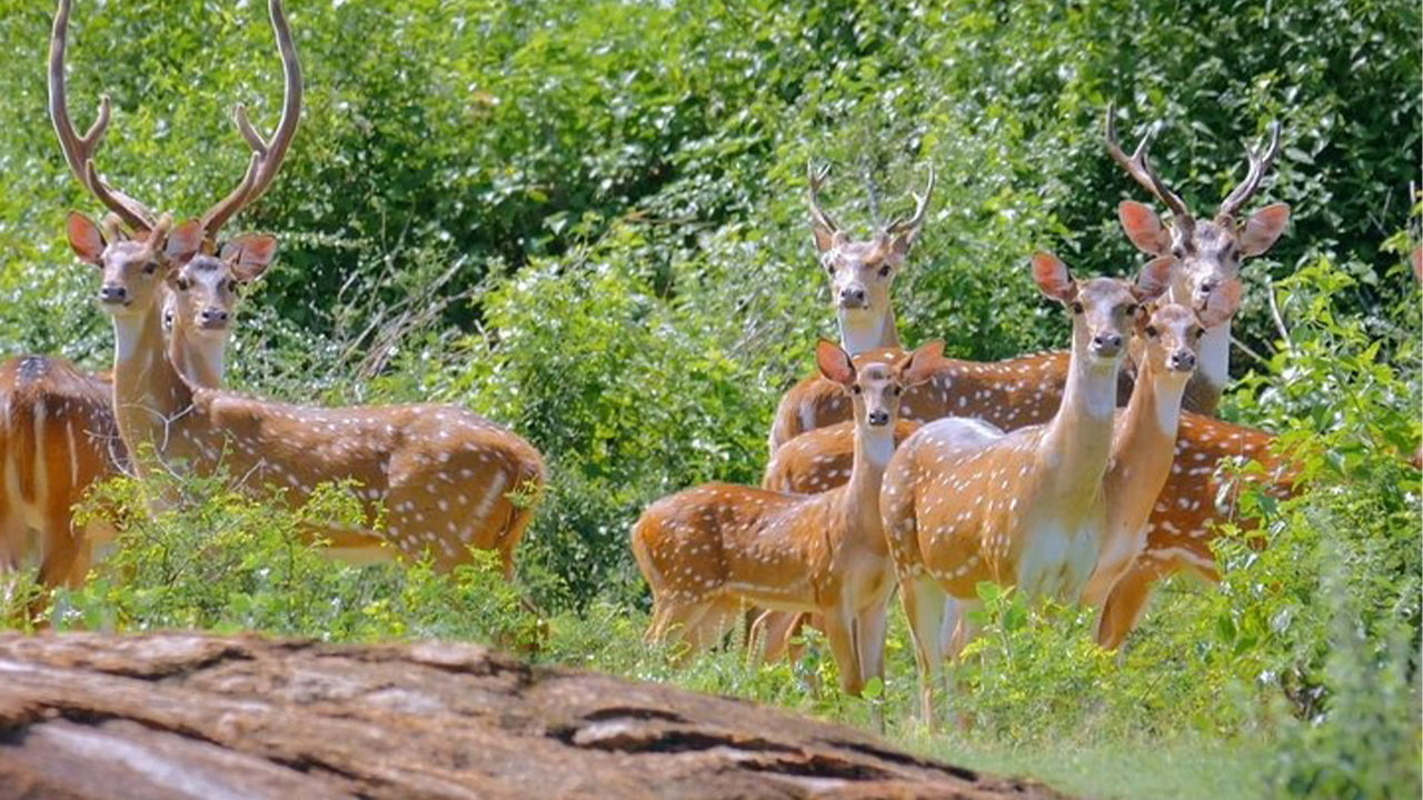 从韦利格玛出发的亚拉国家公园探险之旅
