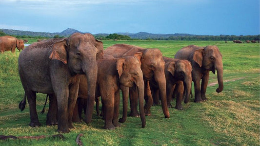 从米丽莎出发的乌达瓦拉维国家公园野生动物园