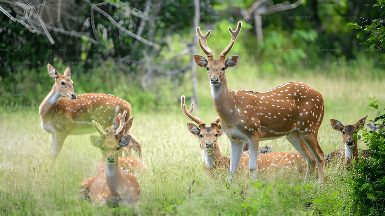 Deer in a grassy field with trees in the background