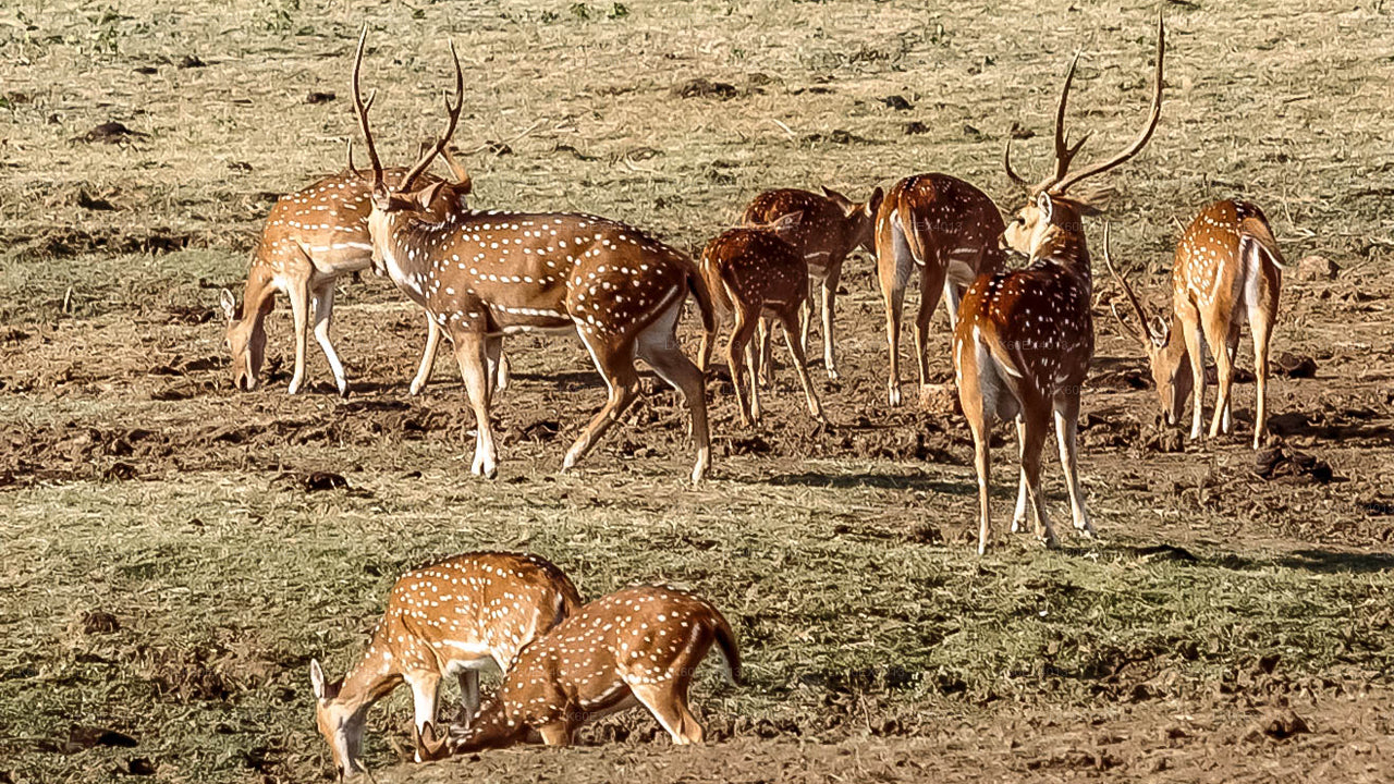 乌达瓦拉维野生动物园从米瑞莎到埃拉的私人旅游