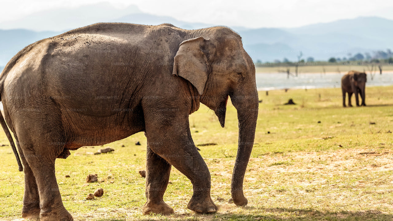 乌达瓦拉维野生动物园从米瑞莎到埃拉的私人旅游
