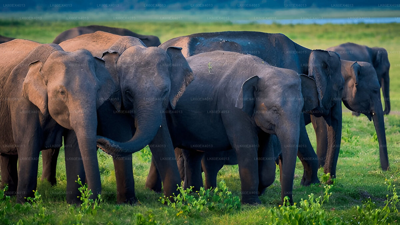 乌达瓦拉维野生动物园从米瑞莎到埃拉的私人旅游