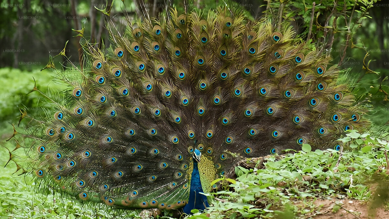 乌达瓦拉维野生动物园从米瑞莎到埃拉的私人旅游