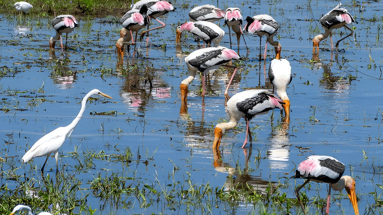 从埃拉到米瑞莎的私人旅游与乌达瓦拉维野生动物园