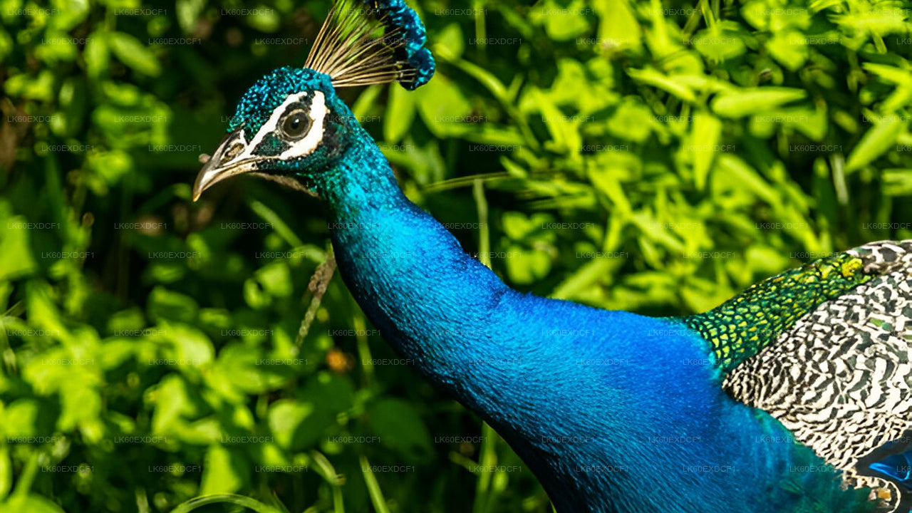 从埃拉到米瑞莎的私人旅游与乌达瓦拉维野生动物园