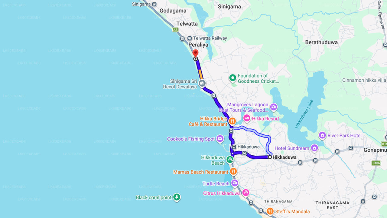 Baby Turtle Release from Hikkaduwa