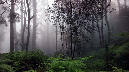 辛哈拉贾雨林探险之旅