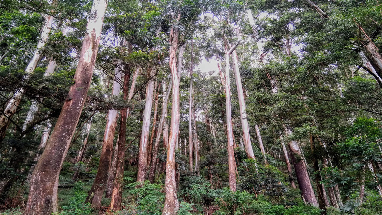 从辛哈拉贾雨林徒步前往狮子岩