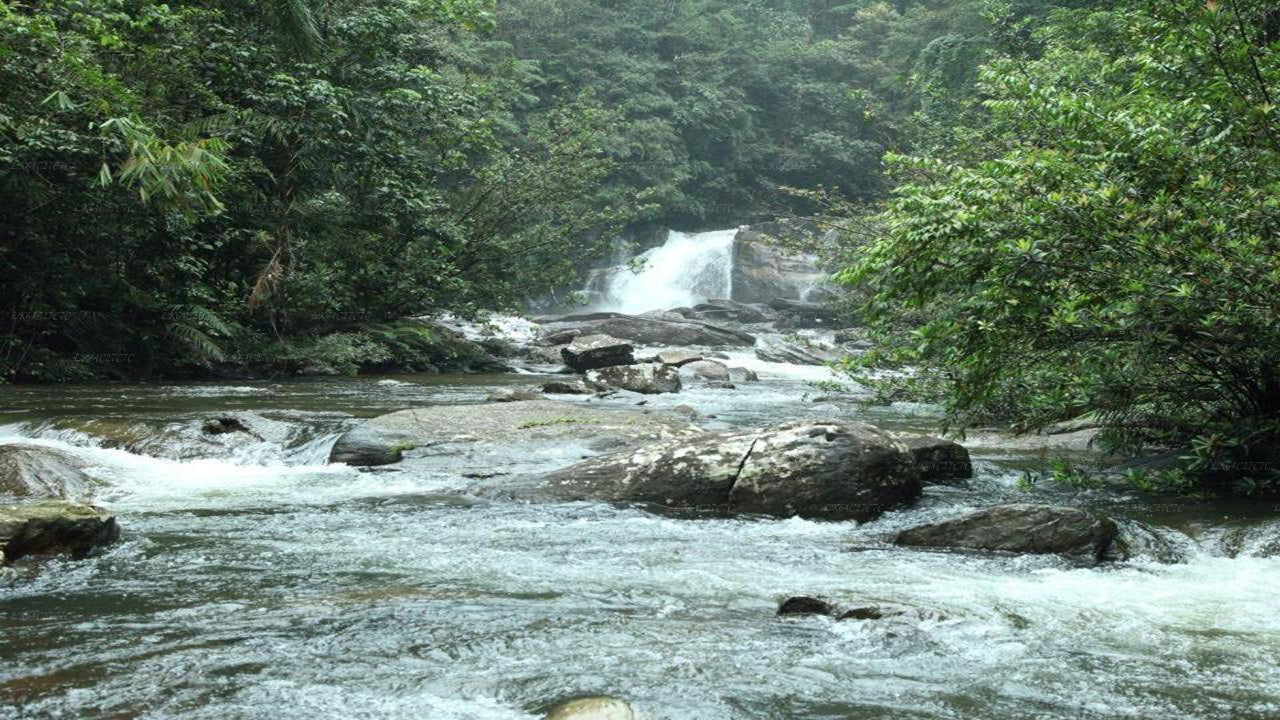 从辛哈拉贾雨林徒步前往狮子岩
