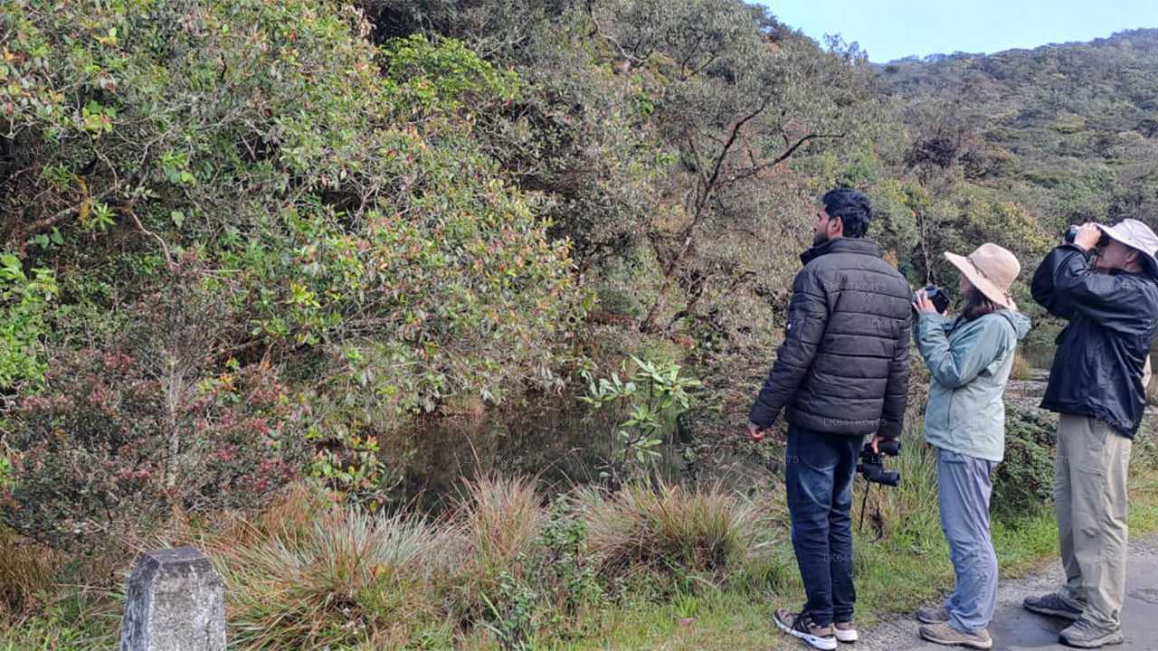 辛哈拉加雨林观鸟
