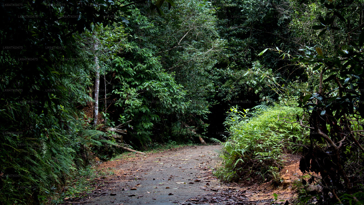 辛哈拉加雨林观鸟