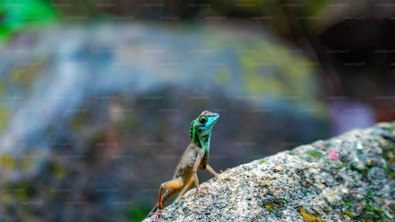 辛哈拉加雨林观鸟