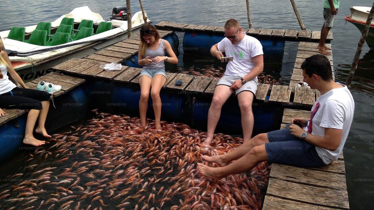 Madu River Safari and Turtle Hatchery from Kosgoda