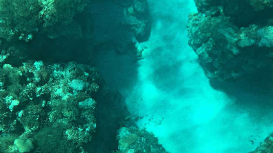 从希卡杜瓦乘坐玻璃底船