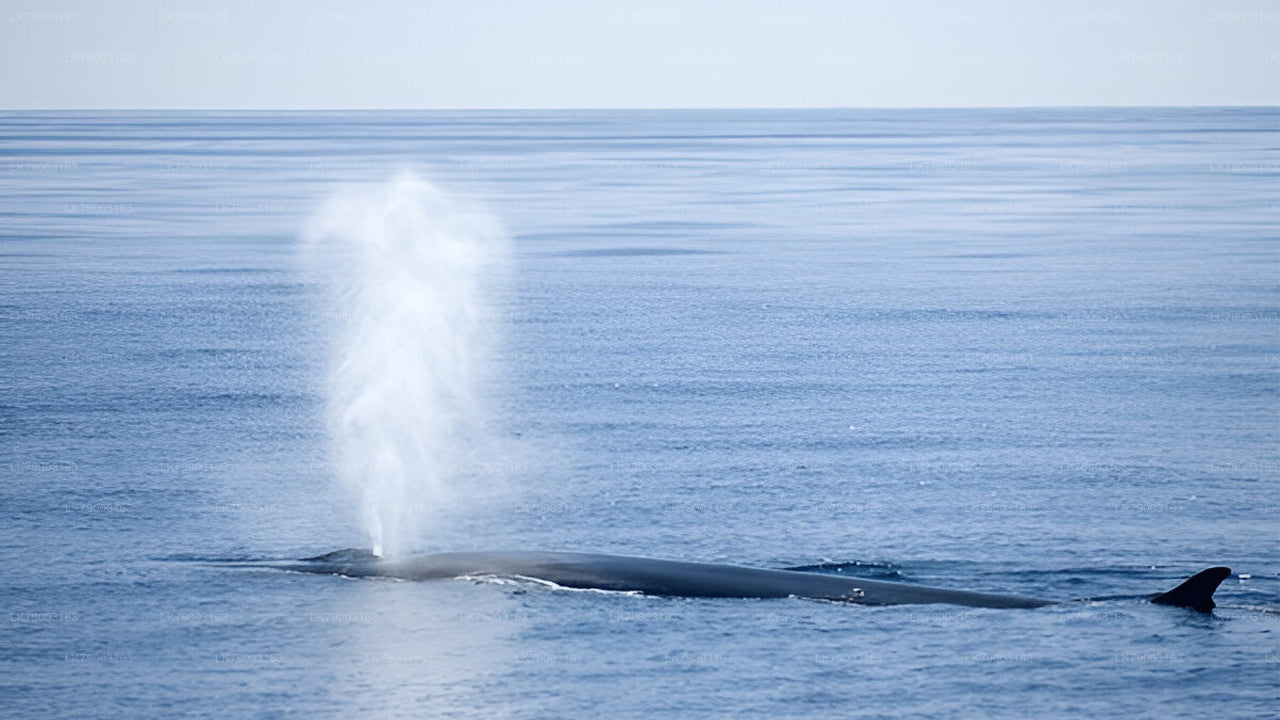 从米瑞莎出发的7小时私人观鲸游船之旅