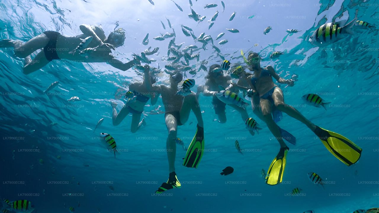 从米瑞莎出发，乘坐 Ocean Diamond 号邮轮，享受 6 晚邮轮之旅