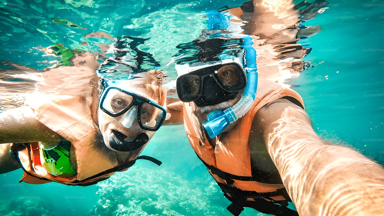 从米瑞莎出发的7小时私人观鲸游船之旅