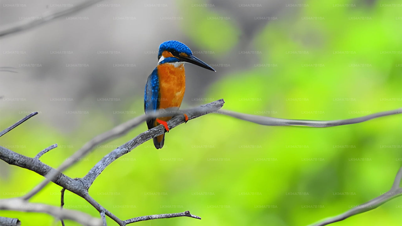 Kingfisher bird perched on a branch with a blurred green background