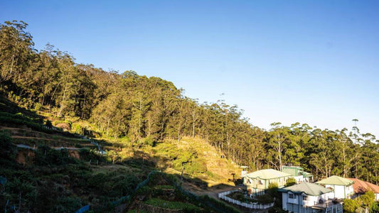 Forest View Lodge, Nuwara Eliya