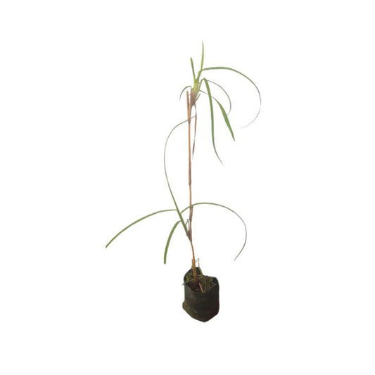 Lakpura® 伊塔纳植物