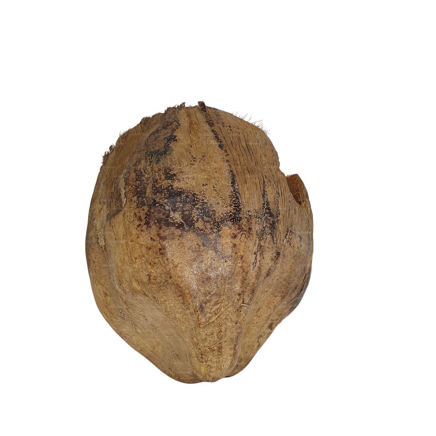 Bivenro Natural 3/4 可可藏身处采用外壳设计（均码）