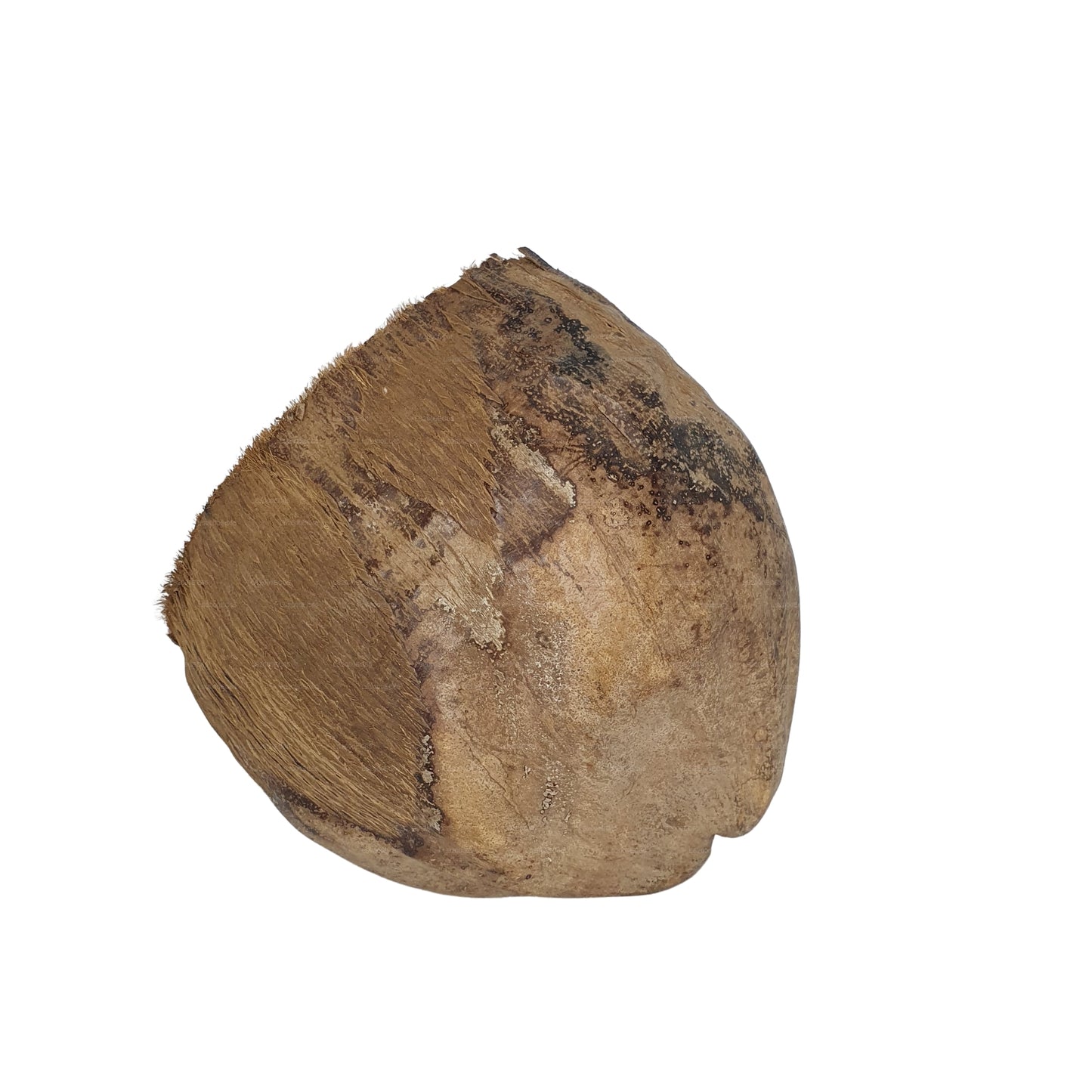 Bivenro Natural 3/4 可可藏身处采用外壳设计（均码）