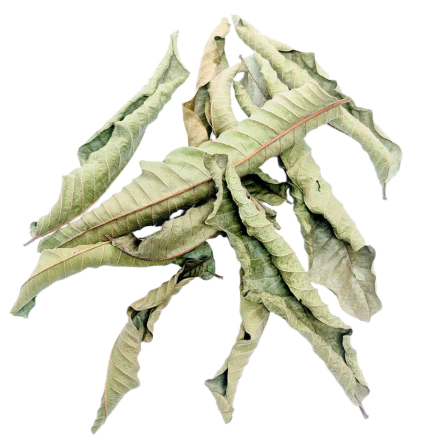 Ransaru Wildcrafted Dehydrated Guava Leaves Pack