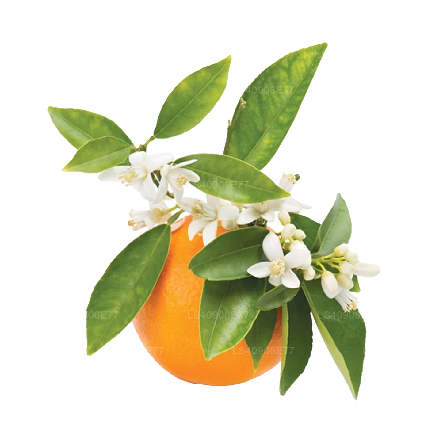 Lakpura 苦橙精油 (15 毫升)