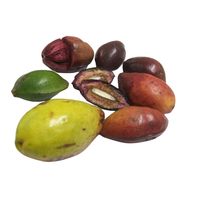 Lakpura® 榄仁树（Kottamba）种子