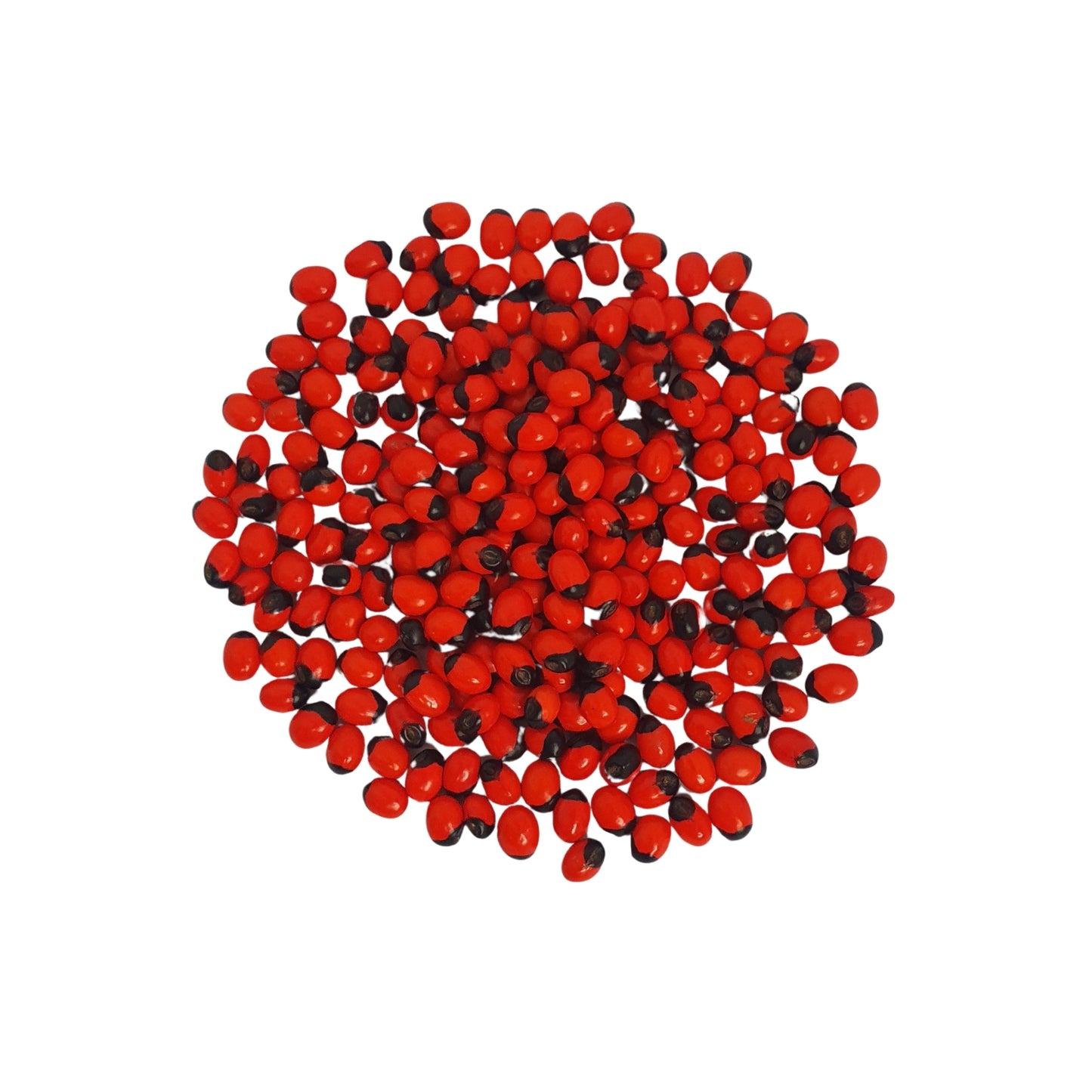 Lakpura® Olinda（摩洛哥阿布鲁斯）种子