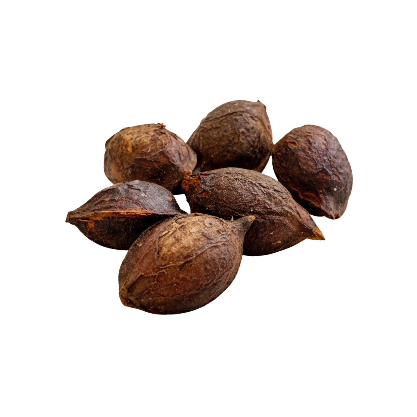 Lakpura® Terminalia Catappa (Kottamba) 整颗种子