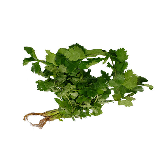 Lakpura® Coriander Leaves