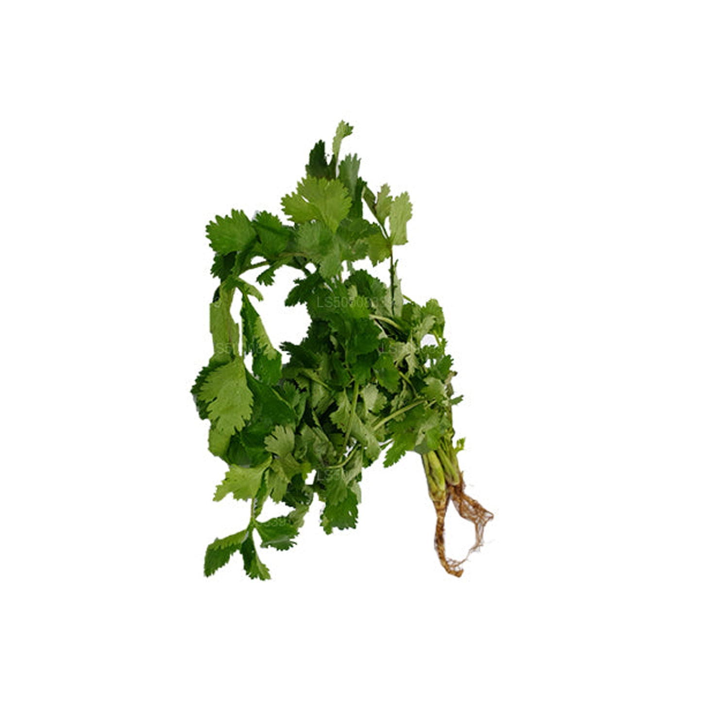 Lakpura® Coriander Leaves