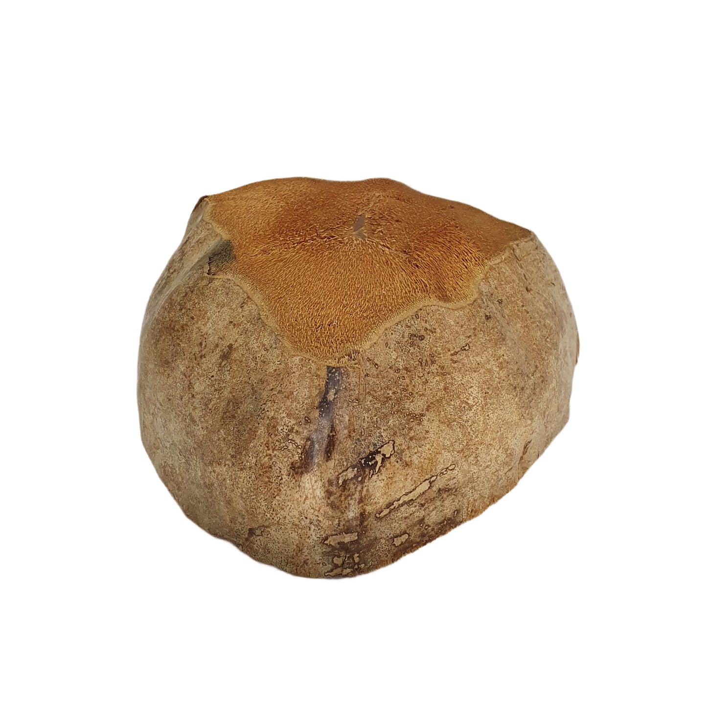 Bivenro 天然椰子种植盆设计（自由尺寸）