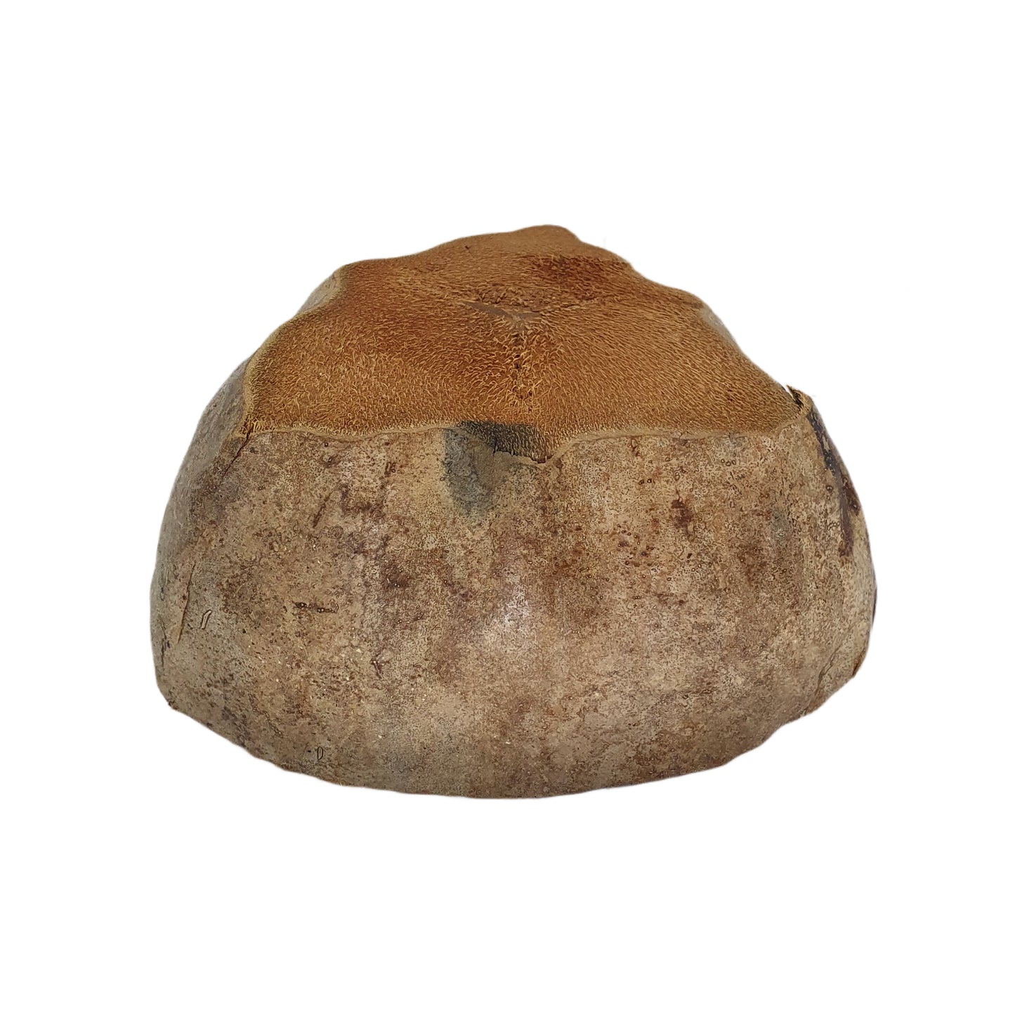 Bivenro 天然椰子种植盆设计（自由尺寸）